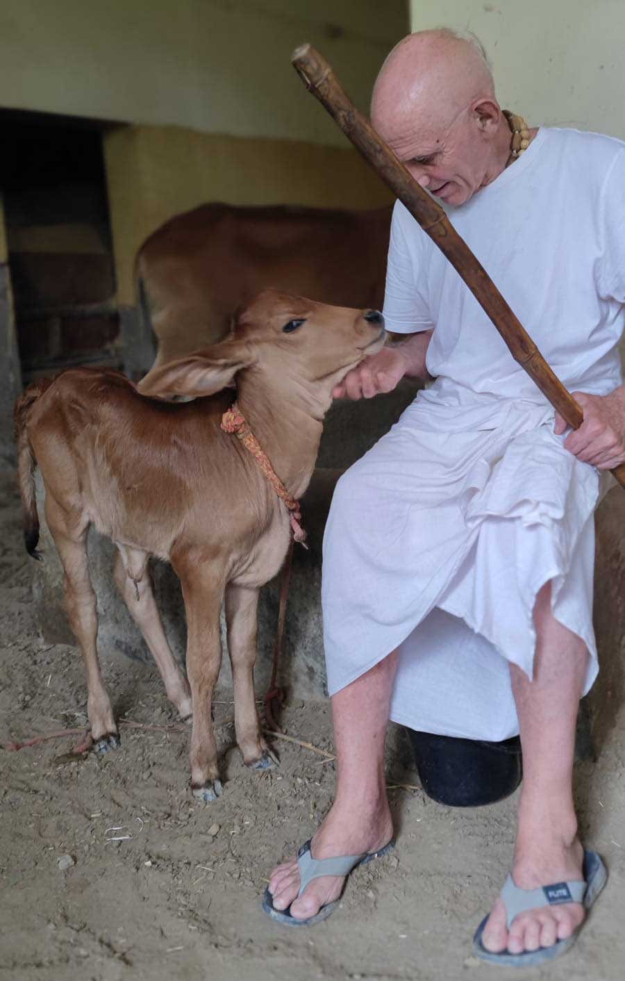 Rupanuga Bhajan Ashram Goshala - Cows and Bulls
