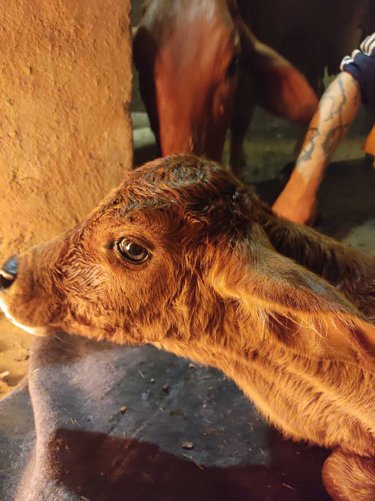 New Calves in our Ashram Goshala