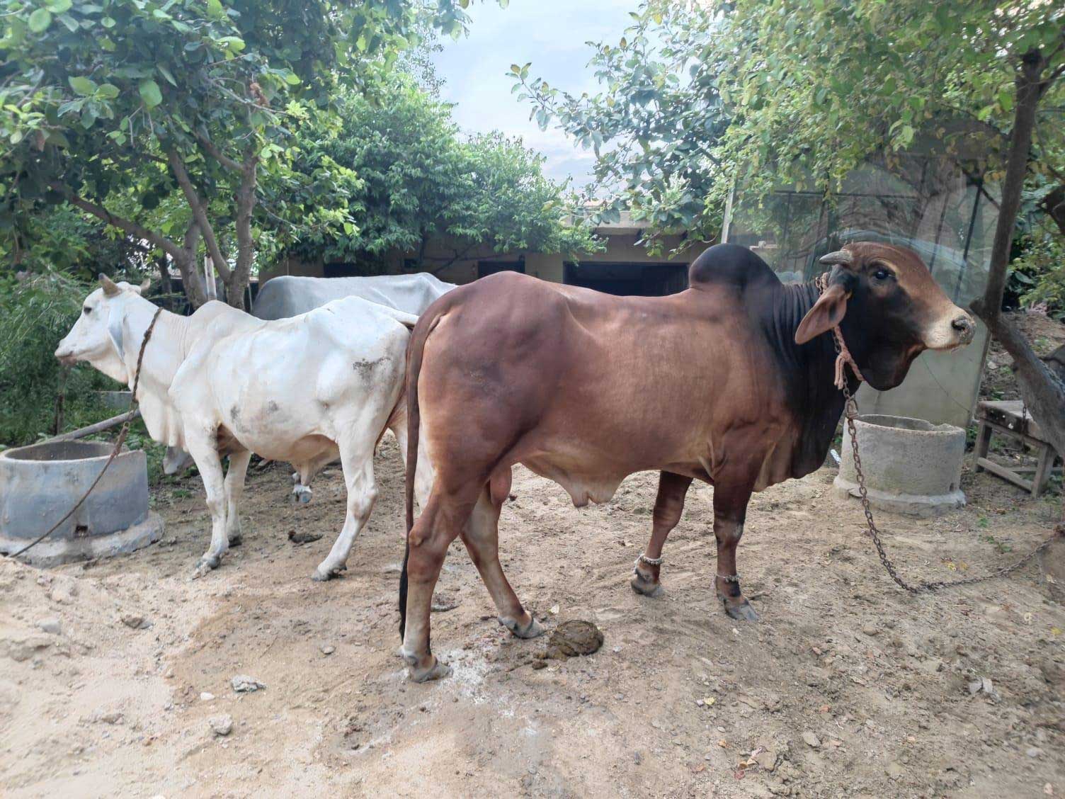 rupanuga bhajan ashram goshala cows 2023 1