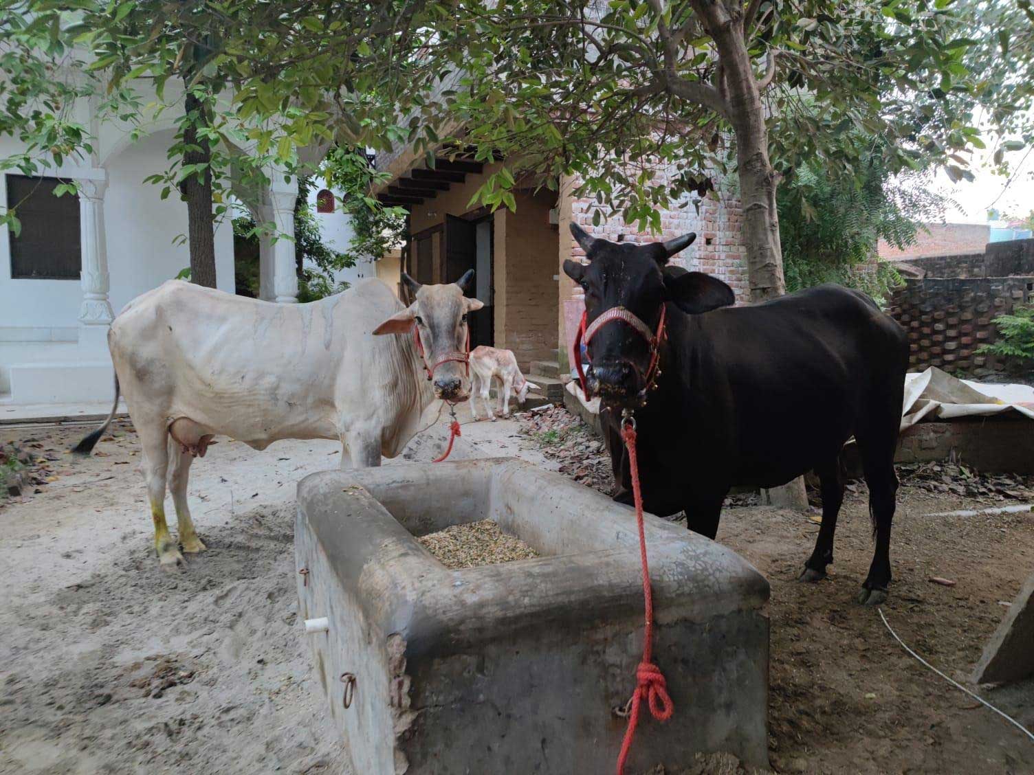rupanuga bhajan ashram goshala cows 2023 2