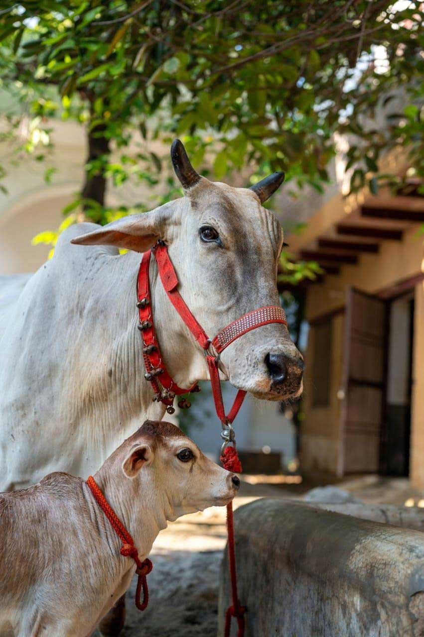 rupanuga bhajan ashram goshala cows 2023 4