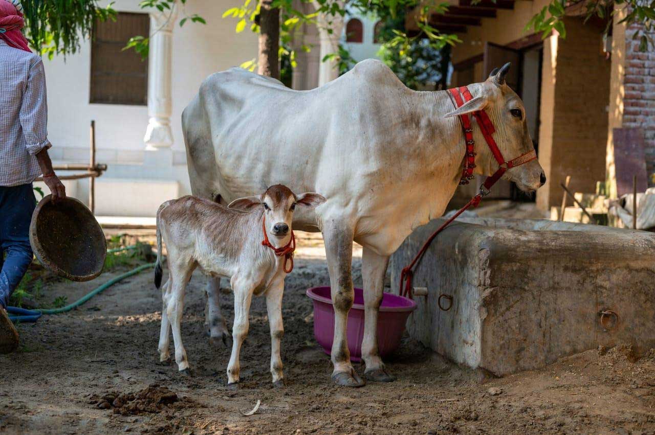 rupanuga bhajan ashram goshala cows 2023 5
