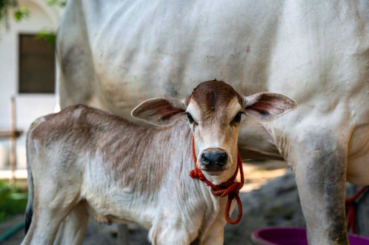rupanuga bhajan ashram goshala cows 2023 6
