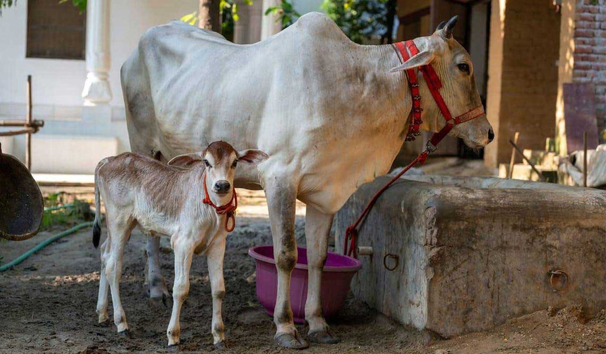 rupanuga bhajan ashram goshala cows 2023 featured image