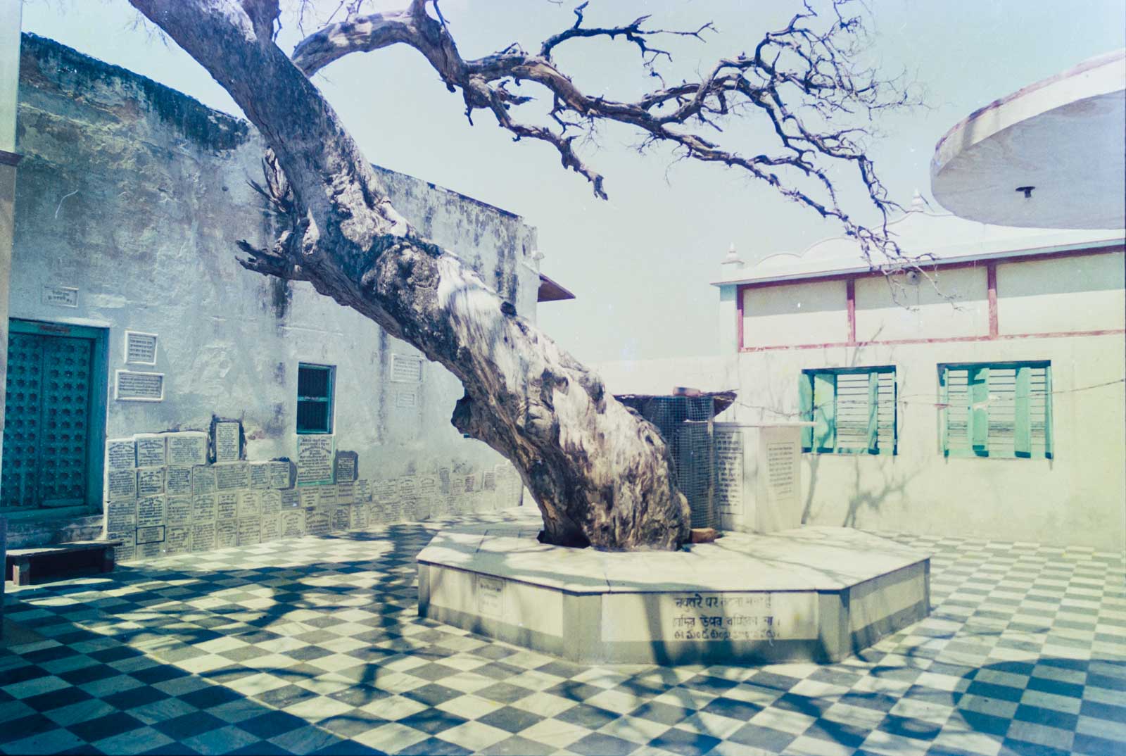 Imlitala tree in Vrindavana