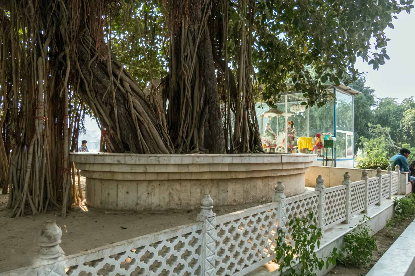 Banyan tree at Kurukṣtra