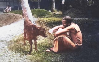 The Hungry Calf - Swami B.G. Narasingha